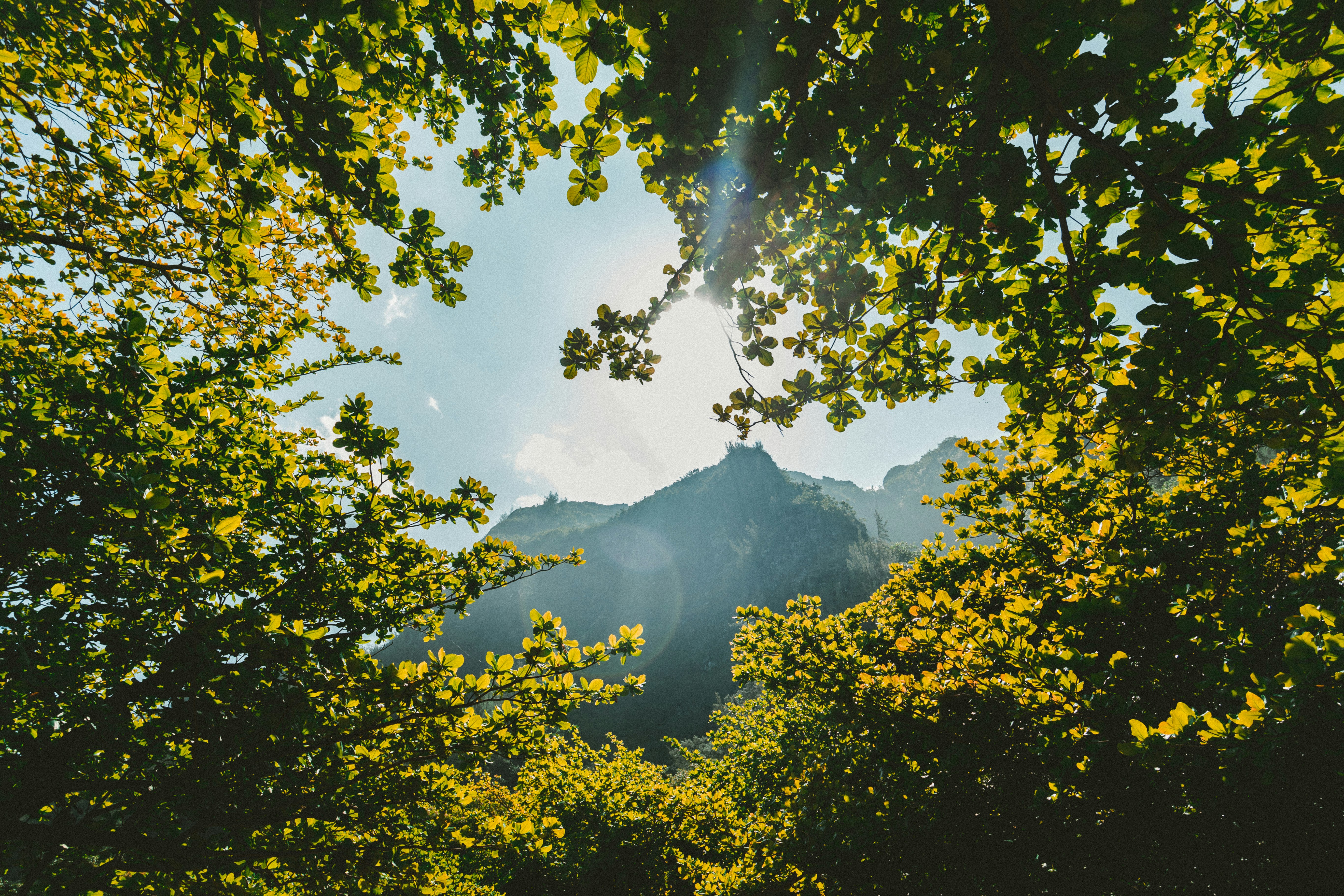 green leaf trees near mountain at daytime